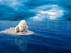 Niedźwiedź polarny, Kra lodowa, Morze