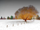 Zima, Ośnieżona, Droga, Drzewo
