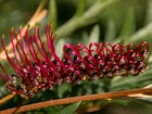 Grevillea, Kwiat australijski