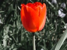 Tulipan, Czerwony, Tło, Szary