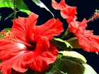 Hibiskus, Czerwone, Kwiaty