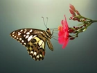 Owady, Motyl, Kwiat