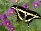 Motyl, Purpurowe, Kwiaty