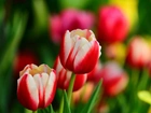 Czerwono, Białe, Tulipany, Ogród, Wiosna