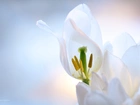 Białe, Tulipany, Płatki, Kwiaty