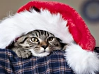 Boże Narodzenie, Kot, Czapka, Mikołaja