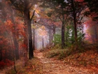 Las, Ścieżka, Drzewa, Mgła, Jesień