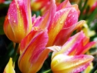 Różowo-Żółte , Tulipany
