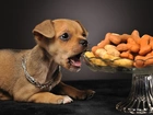 Pies, Chihuahua, Jedzenie