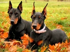 Dobermany, Łąka, Liście, Jesień