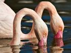 Flamingi, Głowy, Woda