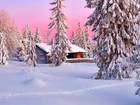 Zima, Dom, Ośnieżone Drzewa