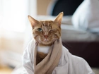 Rudy, Kot, Ręcznik