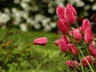 Czerwone, Tulipany, Deszczowe, Krople, Ogród