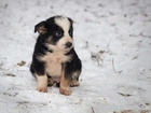 Pies, Szczeniak, Border Collie, Zima