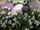 Ogród, Kamienie, Białe, Kwiaty