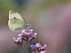 Motyl, Bielinek, Biały, Owad