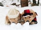 Zima, Śnieg, Psy, Szczeniaki, Golden Retriever