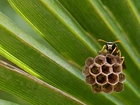 Pszczoła, Makro