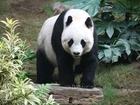 Panda wielka