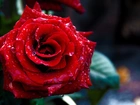 Róża, Krople, Rosy