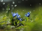 Cebulica Syberyjska, Niebieskie , Kwiaty, Krople