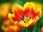 Kwiat, Tulipan