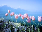 Wiosenne, Kwiaty, Tulipany, Niezapominajki, Góry