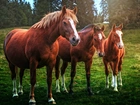 Trzy Konie