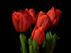 Tulipany