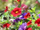 Petunie, Kolorowe, Kwiaty