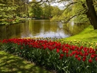 Tulipany, Rzeka, Park, Kaukenhof, W, Lisse, Wiosna, Holandia