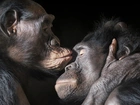 Małpy, Szympansy