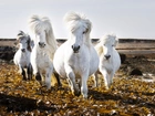 Białe Konie, Galop, Liście