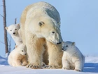 Niedźwiedź, Polarny, Młode, Śnieg