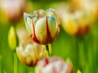 Tulipany