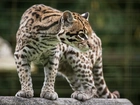 Ocelot