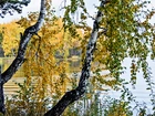 Jesień, Jezioro, Brzozy