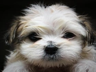 Shih Tzu, Mordka