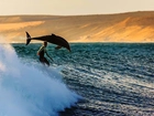 Delfin, Fala, Windsurfing