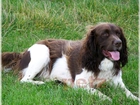 Springer spaniel angielski, biało-brązowe, umaszczenie