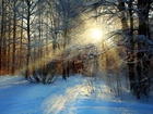 Las, Drzewa, Ścieżka, Promienie, Słońca, Zima
