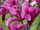 Purpurowa, Magnolia