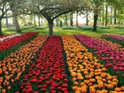 Park, Kolorowe, Tulipany