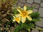 Żółte, Kwiaty, Ogród