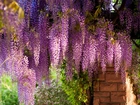 Kwiaty, Wiszące, Wisteria