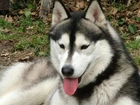 czarno-biały, Siberian Husky, język