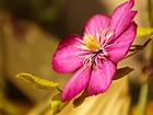 Clematis, Kwiat