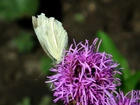 Motyl, Bielinek, Kwiat