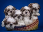 Pieski Shih Tzu